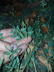 Medicago sativa