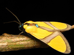 Ormetica ameoides