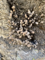 Myriopteris parryi