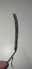 Anthurium sellowianum