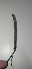 Anthurium sellowianum