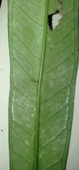 Anthurium sellowianum
