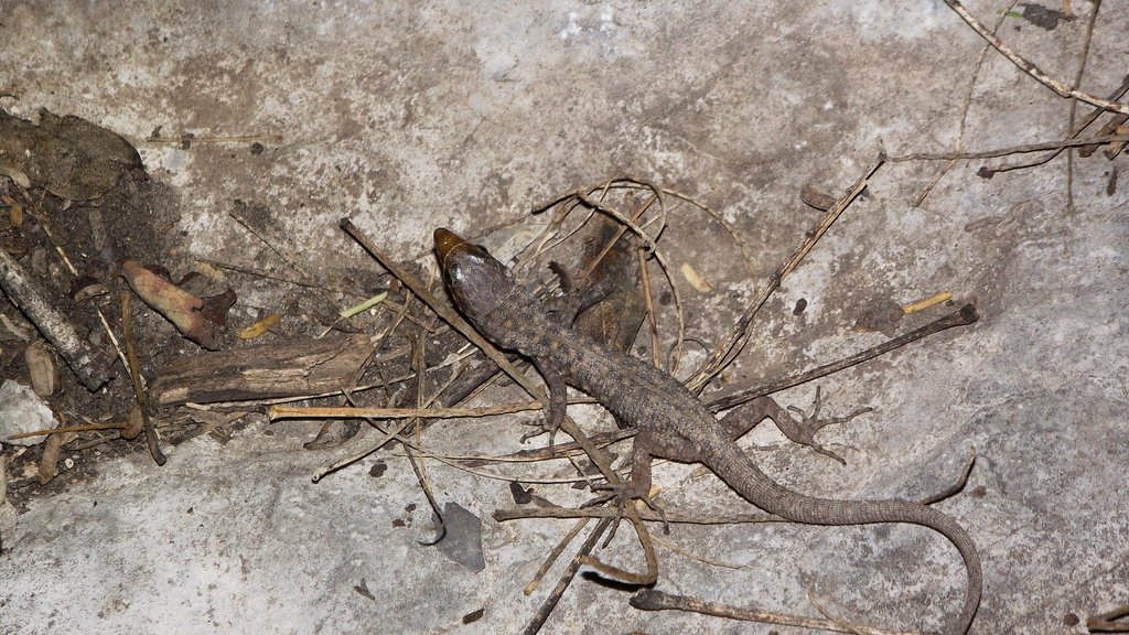 Madrean Tropical Night Lizard