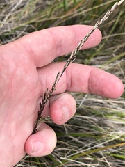 Calamagrostis ophitidis