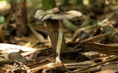 Agaricus