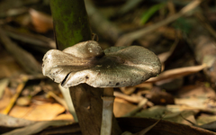 Agaricus