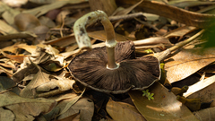 Agaricus