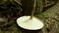 Lentinus flexipes