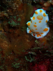 Goniobranchus tasmaniensis