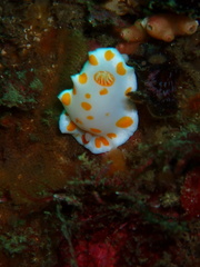 Goniobranchus tasmaniensis