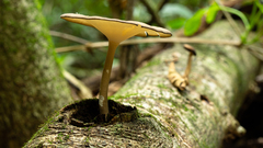 Lentinus flexipes