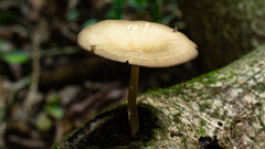 Lentinus flexipes