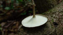 Lentinus flexipes