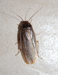 Calolampra mjoebergi