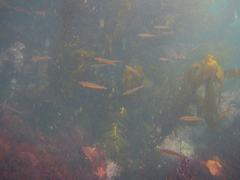 Halichoeres californicus