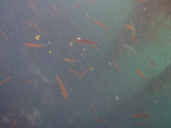 Halichoeres californicus