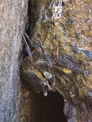 Grapsus tenuicrustatus