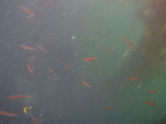 Halichoeres californicus