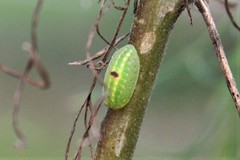 Heterogenea shurtleffi