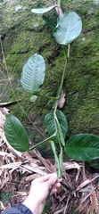 Philodendron obliquifolium