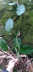 Philodendron obliquifolium
