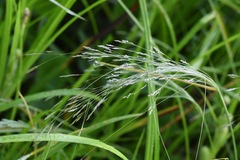 Agrostis hyemalis