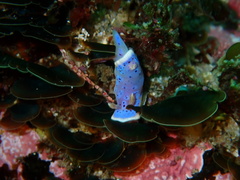 Goniobranchus thompsoni