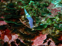 Goniobranchus thompsoni