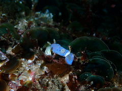 Goniobranchus thompsoni