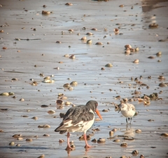 Haematopus ostralegus