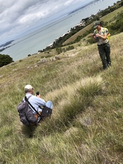 Calamagrostis ophitidis