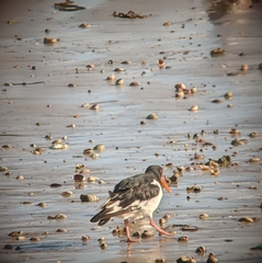 Haematopus ostralegus