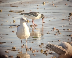 Haematopus ostralegus