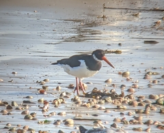 Haematopus ostralegus
