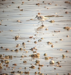Calidris alba
