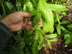 Passiflora choconiana