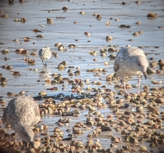 Calidris alba