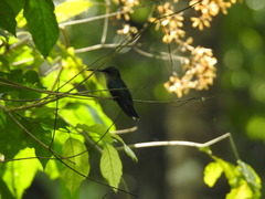 Thalurania