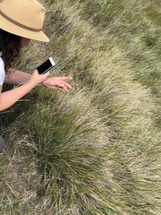 Calamagrostis ophitidis