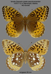 Speyeria cybele pseudocarpenteri