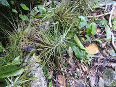 Tillandsia schiedeana