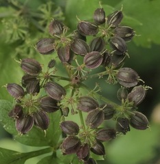 Thaspium barbinode