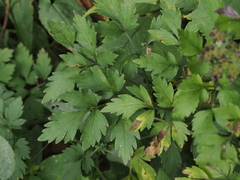 Thaspium barbinode