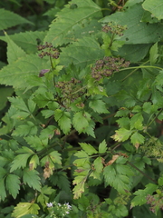Thaspium barbinode