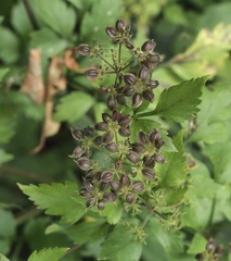 Thaspium barbinode