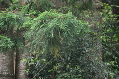Araucaria cunninghamii