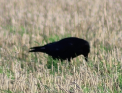 Corvus corone