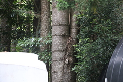 Araucaria cunninghamii