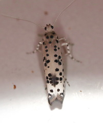 Yponomeuta pustulellus