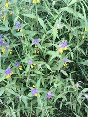Melampyrum nemorosum